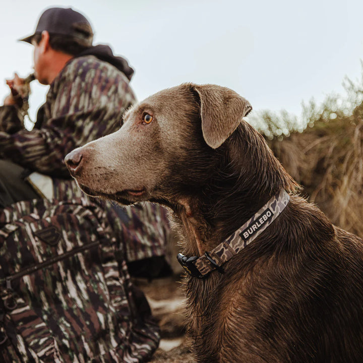 Burlebo Dog Collar - Gauge Camo